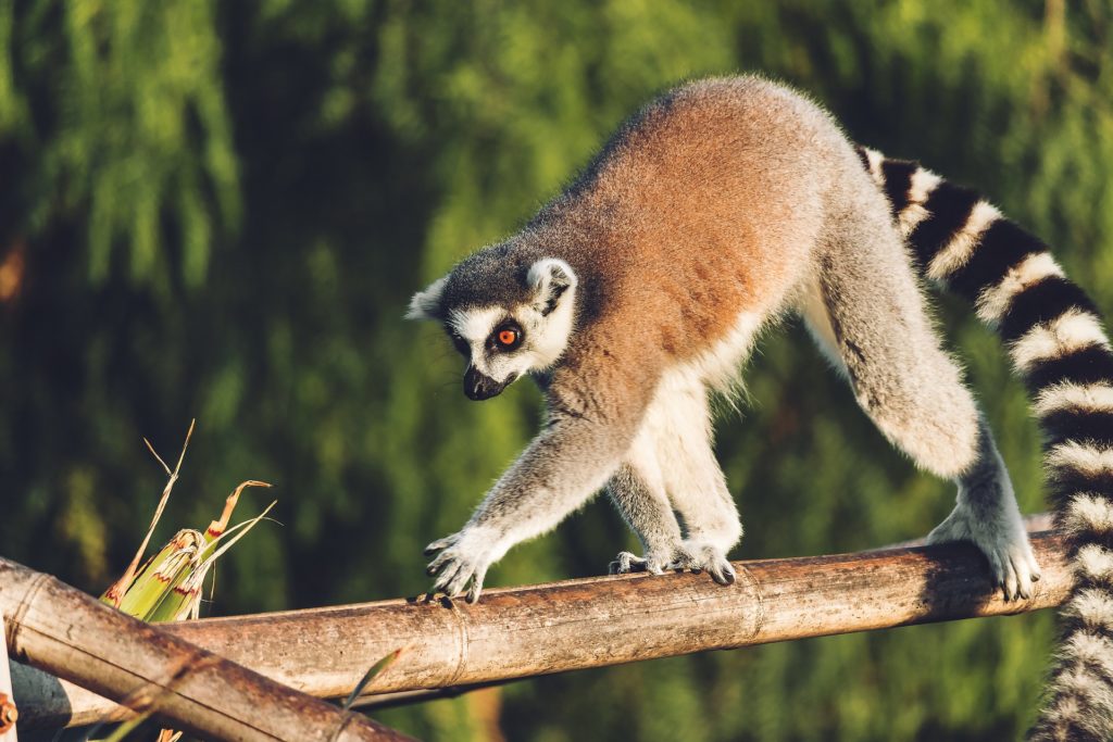 Madagascar lemuri